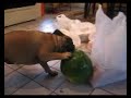 Roxy vs. the watermelon