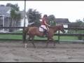 Equitation Video