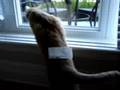 Re: How To Annoy Your Cat... The Nice Way!