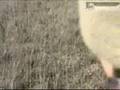 airgun-pig-hunting