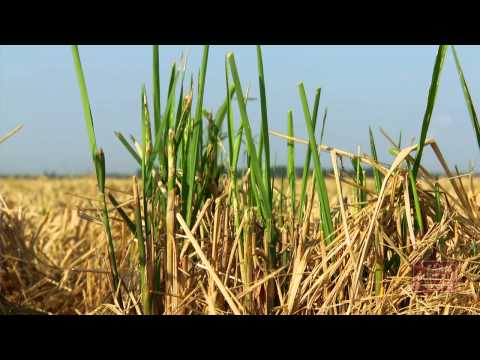 how to harvest rice in arkansas