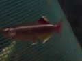 Little Fishies