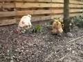 Dog vs Chicken