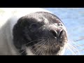 Sealmov
