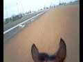 Gallop on PolyTrack