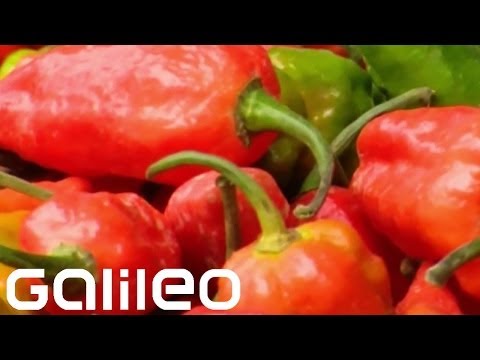 Schärfste Chili | Galileo