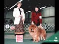 CHOW CHOW CHOW CHOW