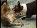 mundo animal