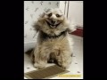 Mundo Animal