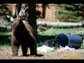 mundo animal