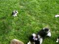 Cães felizes