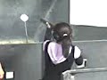 curso de tiro curso de tiro
