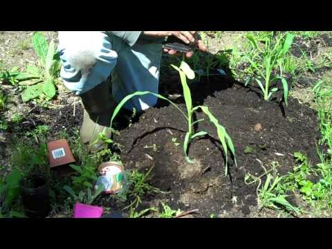 how to transplant pumpkin seedlings