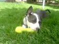 Blue  American   Staffordshire   Terrier  Aruba