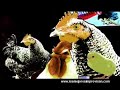 kabuto-vs-kabe-madrid-oficial-losmejoresimprovisancom.html