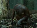 Orang-outan à Paris boycotte China Orang-outan à Paris boycotte China
