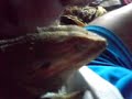 yellow, mon pogona