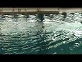 Solo de Maite Mejean N1 junior 2008 Natation Synchronis�e