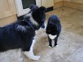 Puppy and Cat