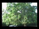 Music Video: To Build a Home - Cinematic Orchesta Music Video: To Build a Home - Cinematic Orchesta