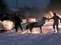 Reindeer Races in Rovaniemi, Finland, Winter 2005