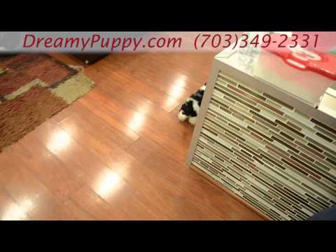 Adorable Cavachon Girl Puppy!