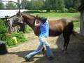 Swinging up Bareback