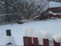 videos de 1 First Big Snow 2008.wmv