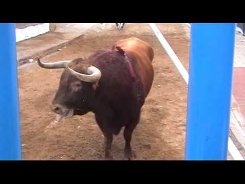 Vall de Uxo(CS) 11-5-2013 Colonia Segarra toros cerriles