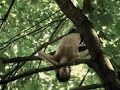 Amazing Russian MONKEY MAN