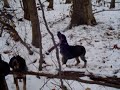 coon hound puppies training