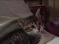 maloute chaton ... un petit montage sur mon chaton qui a 10 mois maintenant !