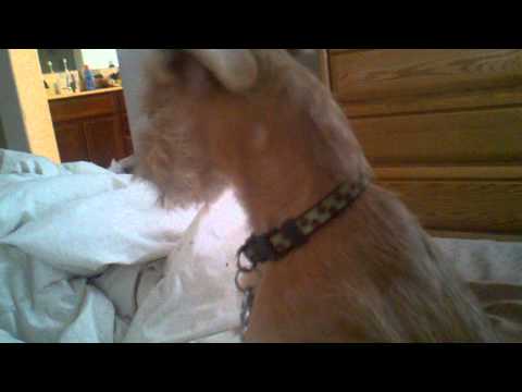 how to cure puppy hiccups