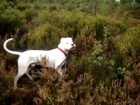 dogue argentin