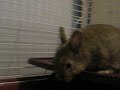 Fuzzbutt returns