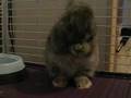 Fuzzbutt returns