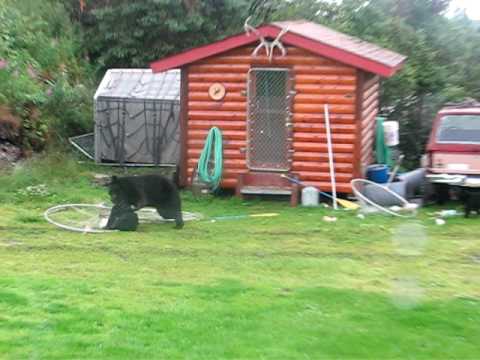 Un oso negro bebe quedó atrapado en una red en Alaska