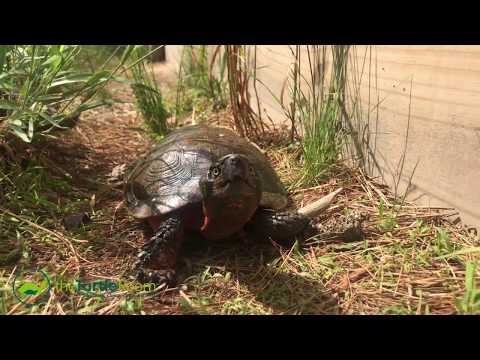 YouTube reptile video