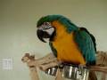 videos de Ah-Choo