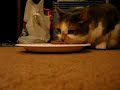 Minou the angry cat