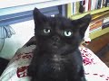 Little Alvin The Miracle Kitty ♥