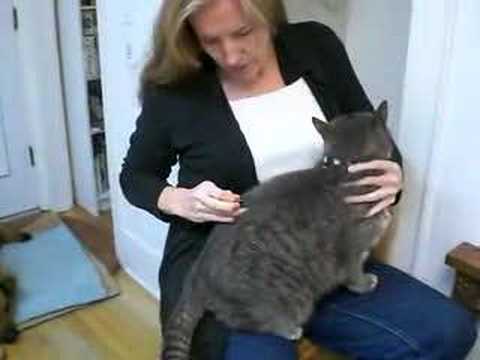 Cat Acupuncture
