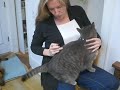 Cat Acupuncture by Dr. Barbara Royal Cat Acupuncture by Dr. Barbara Royal