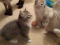 RagaMuffin Kittens Playing