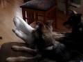 videos de Return of the Timber Wolf