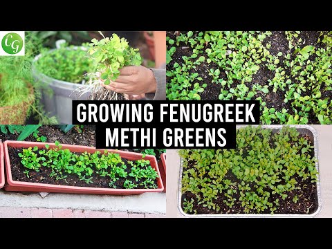 how to grow fenugreek