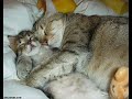 Funny Catz
