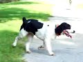 Introducing the E-collar/Pager collar part 2