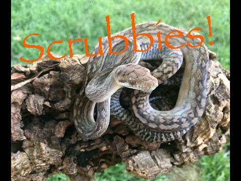 YouTube reptile video
