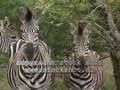 Zebra in Krugerpark 